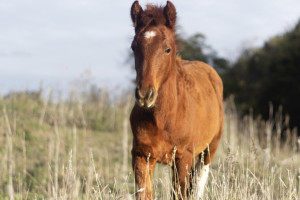 Черкес продал выдуманный корм для животных школе конного спорта в Коврове