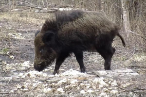 В Вязниковском районе сняли на видео прогулку кабанов