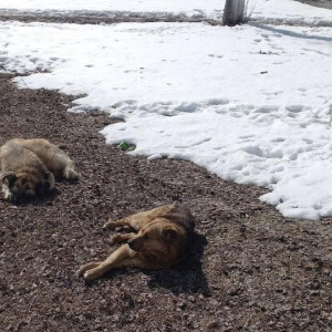 В Камешковском районе начался отлов бездомных животных