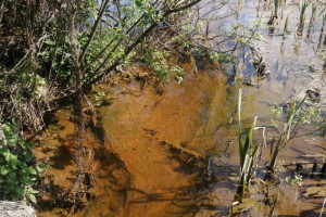 Причиной массовой гибели рыбы под Киржачом стали неочищенные сточные воды и нефтепродукты