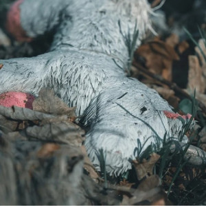 «Не вернулся с прогулки». Как искали 6-летнего мальчика в гусевских лесах