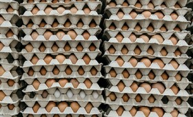 Во Владимирской области с птицефабрик собрали 580 млн яиц