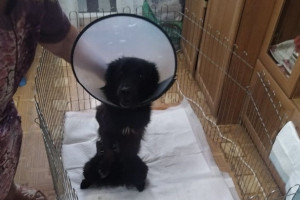 Выбросившая собаку с балкона жительница Кольчугино избежала реального срока