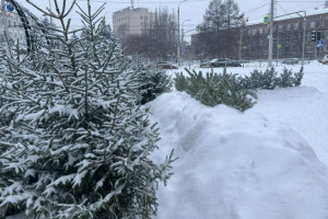 Во Владимире открылись 7 елочных базаров