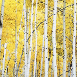 Фаддей Проповедник: что можно и чего нельзя делать 3 сентября