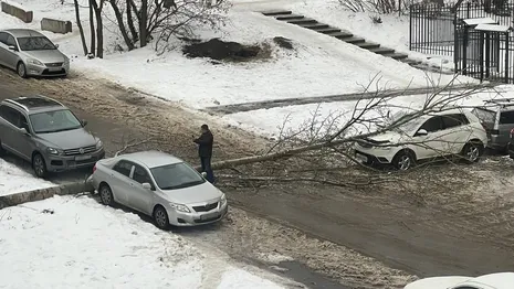 Во Владимирской области две машины придавило деревьями