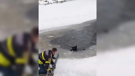 Во Владимирской области из полыньи вытащили собаку
