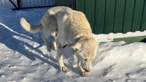 Во Владимире спасли пса с отмороженными лапами и костями в желудке
