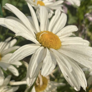 На рабочей неделе во Владимирской области спрогнозировали температурные качели