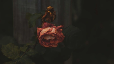 Пропавшего в апреле 40-летнего жителя Суздаля нашли мертвым