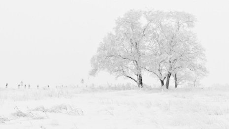 Жителей Владимирской области предупредили о тумане и гололеде