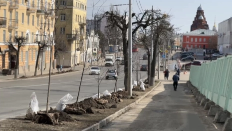 Во Владимире под надзором главного садовника высадили 50 лип