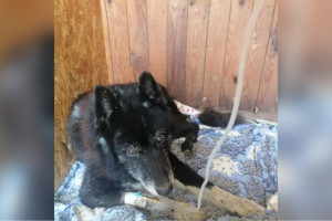 Умер спасенный владимирскими волонтерами гниющий заживо пес