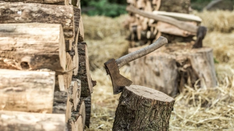 Вырубка 17 деревьев в Селивановском районе обернулась уголовным делом