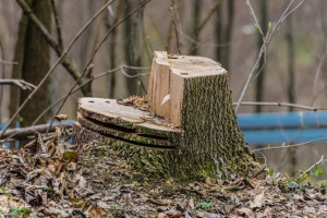 Во Владимире у Соловьиного пруда вместо спиленных ив высадят новые деревья  