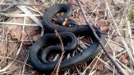 Змеи проснулись во Владимирской области