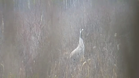 Во Владимирской области сняли краснокнижного серого журавля