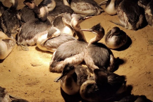 Для помощи пострадавшим от мазута черноморским птицам используют технику из Киржача