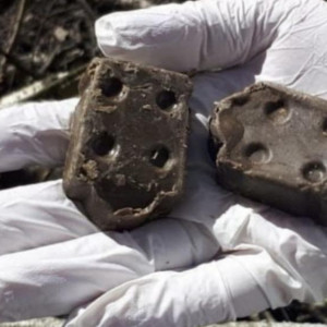 Во Владимирской области выявили 22 случая бешенства в 2025 году