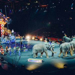 В Госдуме предложили запретить цирковые шоу с животными