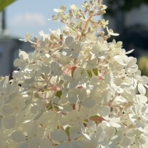 На Спасском холме во Владимире высадили 9 туй и 18 гортензий