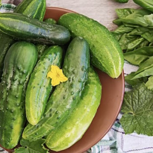 День Огурца в Суздале вошел в топ-5 необычных праздников России