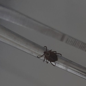 С людей во Владимирской области сняли 16 зараженных вирусами клещей