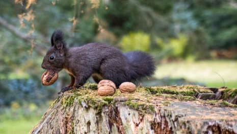 Ореховый Спас: что можно и нельзя делать 29 августа