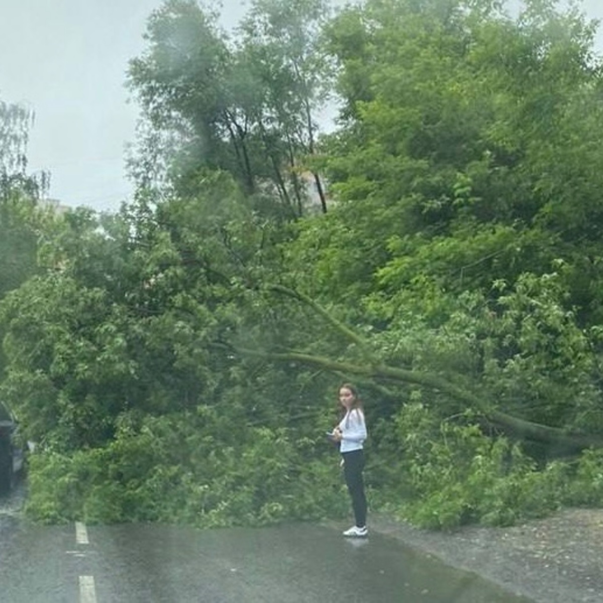 Во Владимире начали убирать поваленные деревья и откачивать воду после  ливня - День во Владимире