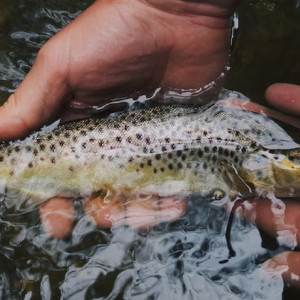 Под Муромом из-за сброшенного в реку навоза массово погибла рыба