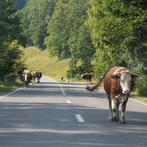 Во Владимирской области на трассе Москва – Казань построят 24 моста и 3 прохода для скота