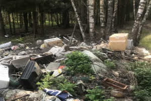 В лесу Судогодского района обнаружили огромную стихийную свалку