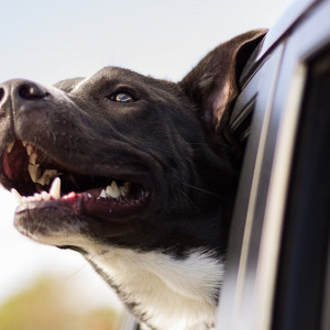 Во Владимирской области запретили держать собак под окнами многоэтажек