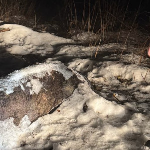 Во Владимирской области выбросили трупы свиньи и овцы в лес