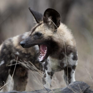 В двух районах Владимирской области впервые заметили следы шакалов