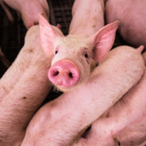 Свиней на восстановленный под Александровом комплекс завезут в начале 2023 года
