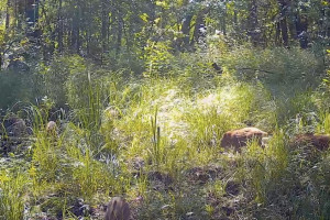 Во Владимирской области заметили семейство кабанов
