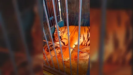 Во Владимире у тигрицы из гастролирующего цирка родились пятеро котят
