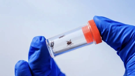 Во Владимирской области клещи укусили 42 взрослых и 16 детей