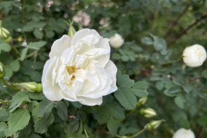 Во Владимире 1 июня пообещали 32-градусную жару