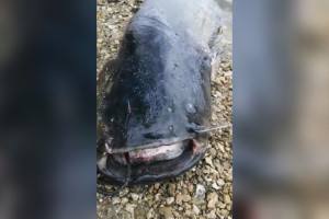 Из Оки в Муроме выловили 90-килограммового сома