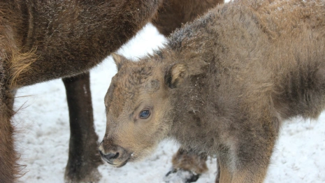 Жители Владимирской области выберут имя для зубренка из парка «Мещера»