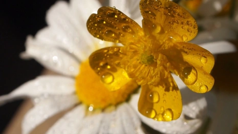 Синоптики разошлись в прогнозах на жару и долгожданные дожди во Владимирской области