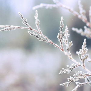 Прогноз погоды во Владимирской области на 15 декабря