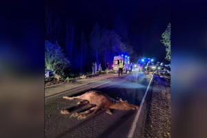 Во Владимирской области автомобилист погиб в ДТП с лосем