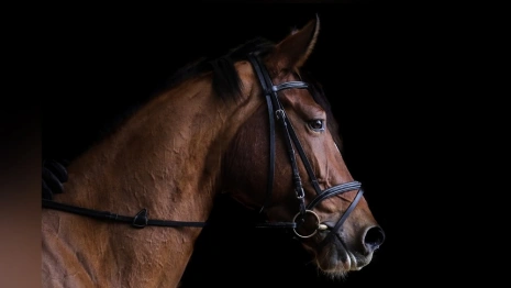 В Муроме за падение ребенка с лошади осудили директора Центра иппотерапии