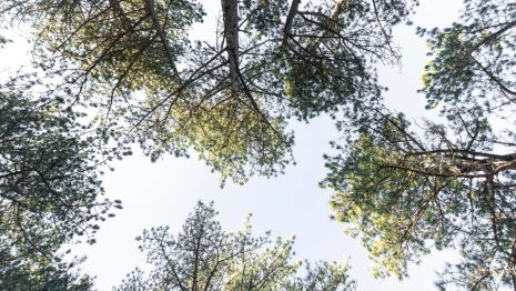 Прогноз погоды во Владимире и области на 25 мая