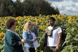 Во Владимирской области впервые соберут урожай подсолнечника