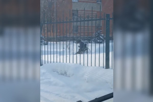 Во Владимире инвалид-колясочник расчистил дорогу у детского сада