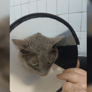 Во Владимирской области из легких кота откачали 500 мл жидкости